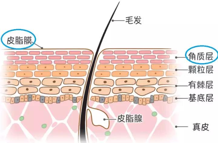 皮膚分層介紹