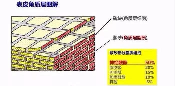 角質(zhì)層圖解