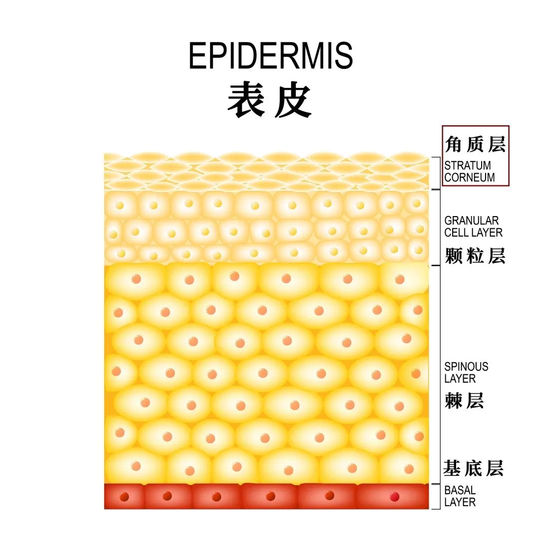 日常護膚有必要經(jīng)常去角質(zhì)嗎？