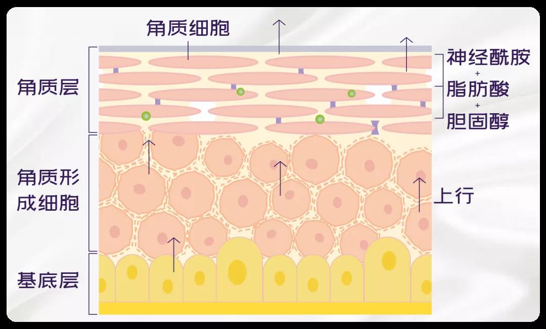 化妝品OEM廠家告訴你日常護膚有必要經(jīng)常去角質(zhì)嗎？