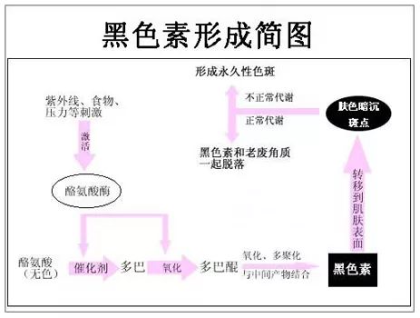 黑色素是什么？黑色素有什么作用及危害？